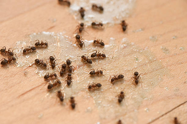 Best Cockroach Control Services  in Waynesboro, VA