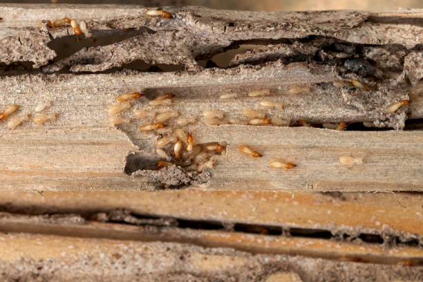 Best Pest Removal Services  in Waynesboro, VA